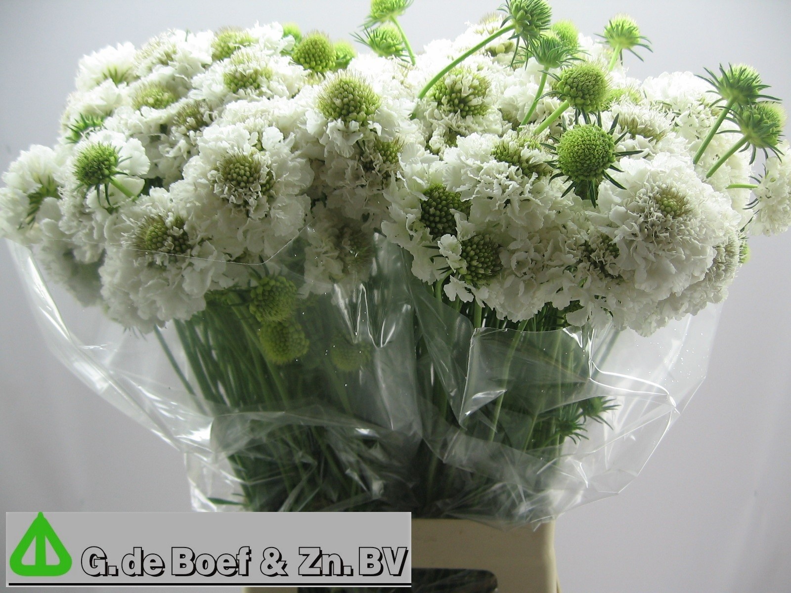 Scabiosa Milky Scoop 60cm