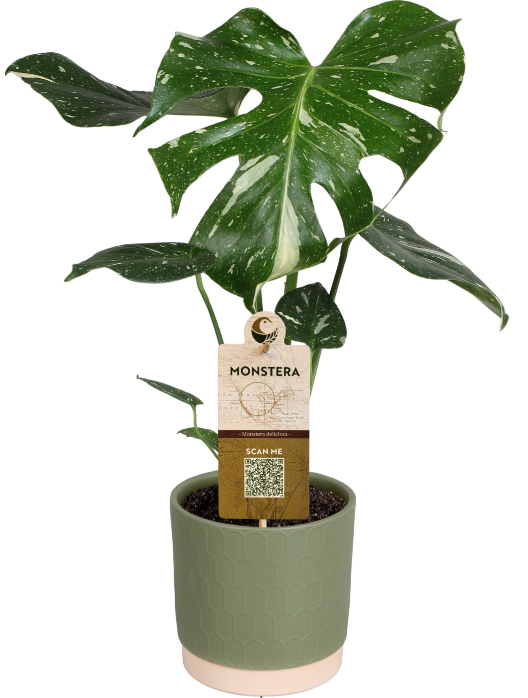 Monstera del. Thai constellation in Julia mat keramiek