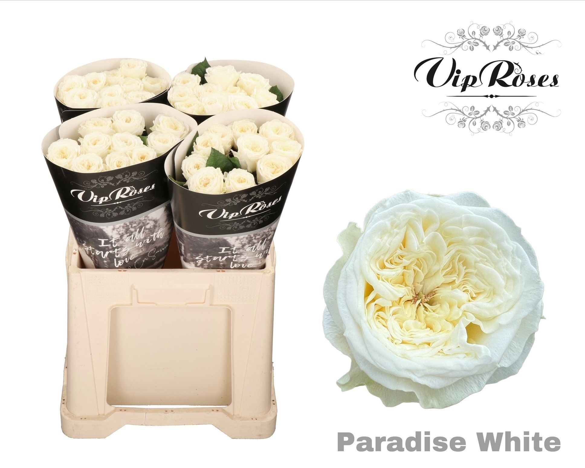R Gr Paradise White