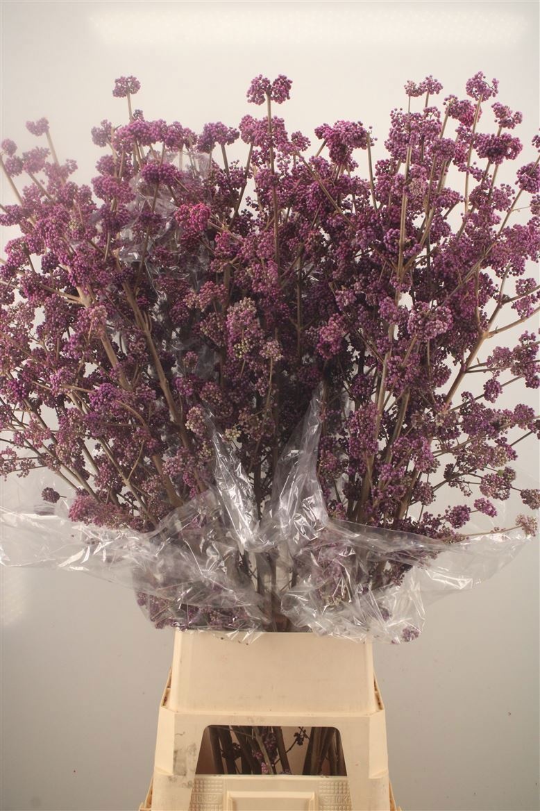 Callicarpa Bod Profu