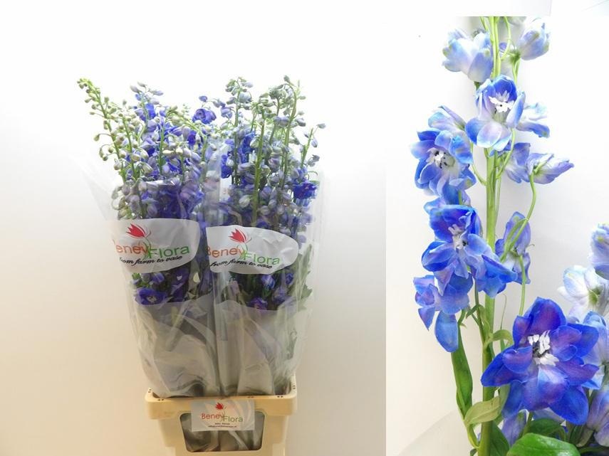 Delphinium El Guard Blue 100cm