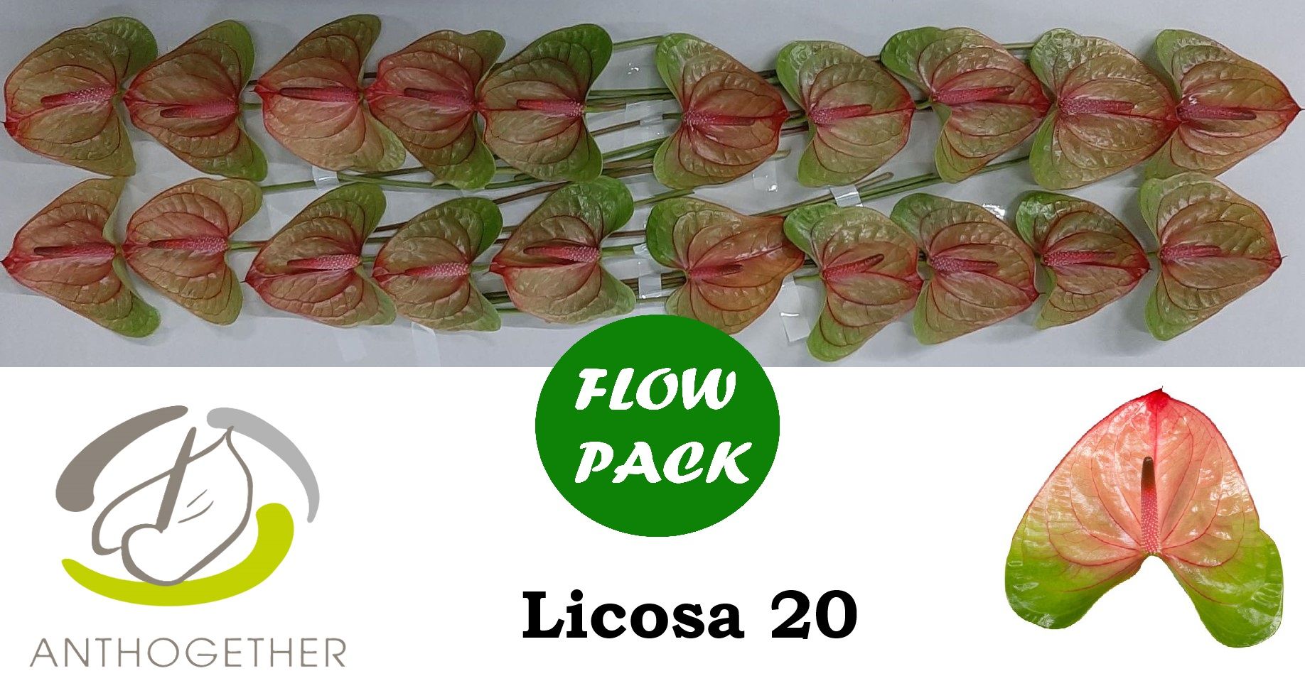 Anthurium Licosa 9Ø