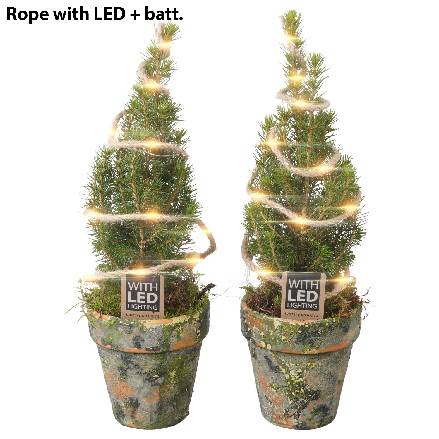 Picture of PTK24361 Picea Conica Perfecta in terracotta pot LED P9 30CM