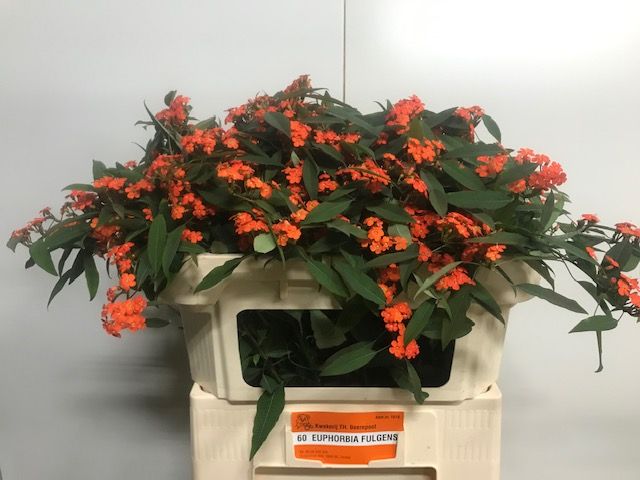 Euphorbia Spray Queen Of Orange 70cm