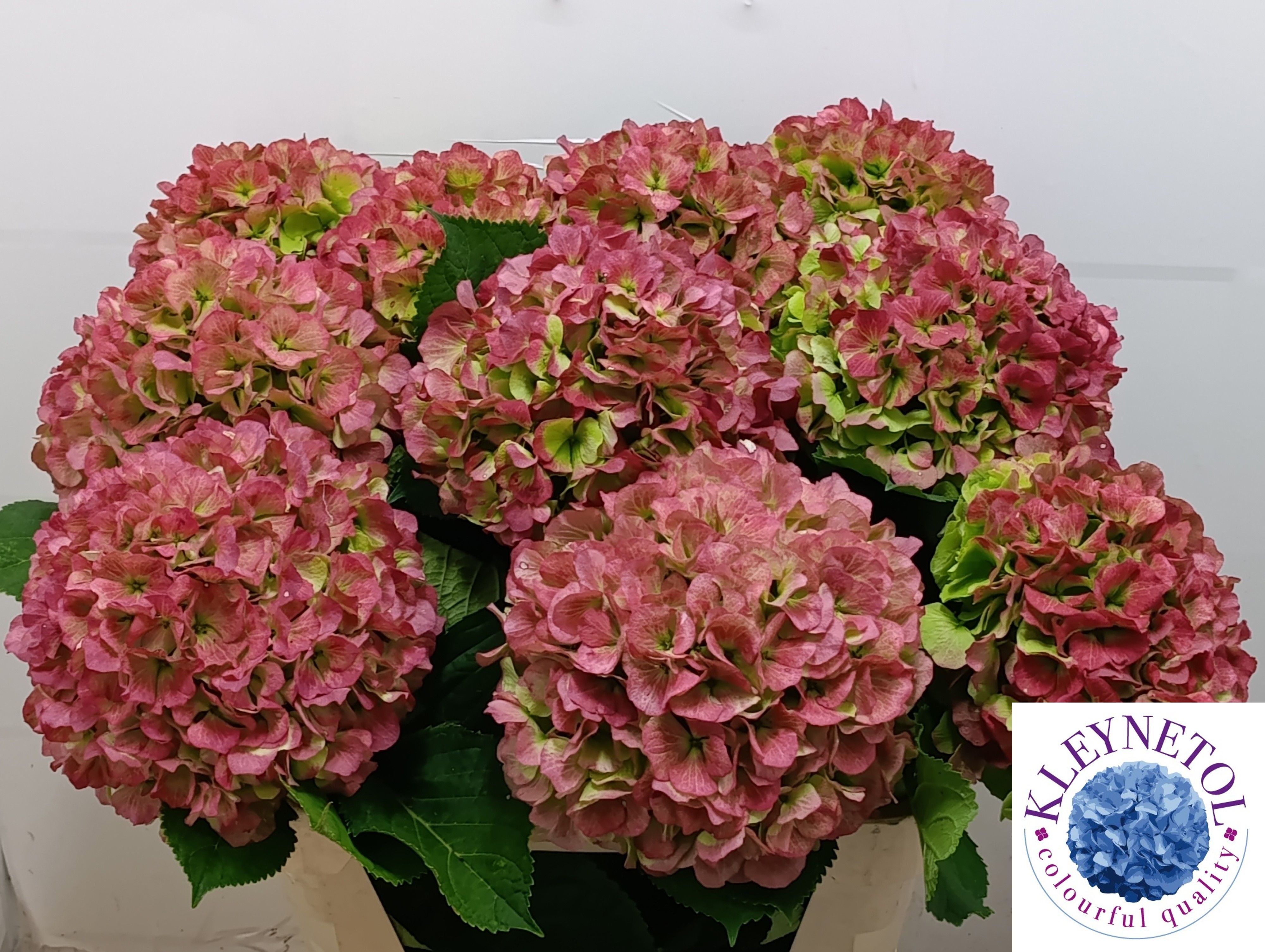 Hydrangea Verena Classic Pink 80cm 23Ø