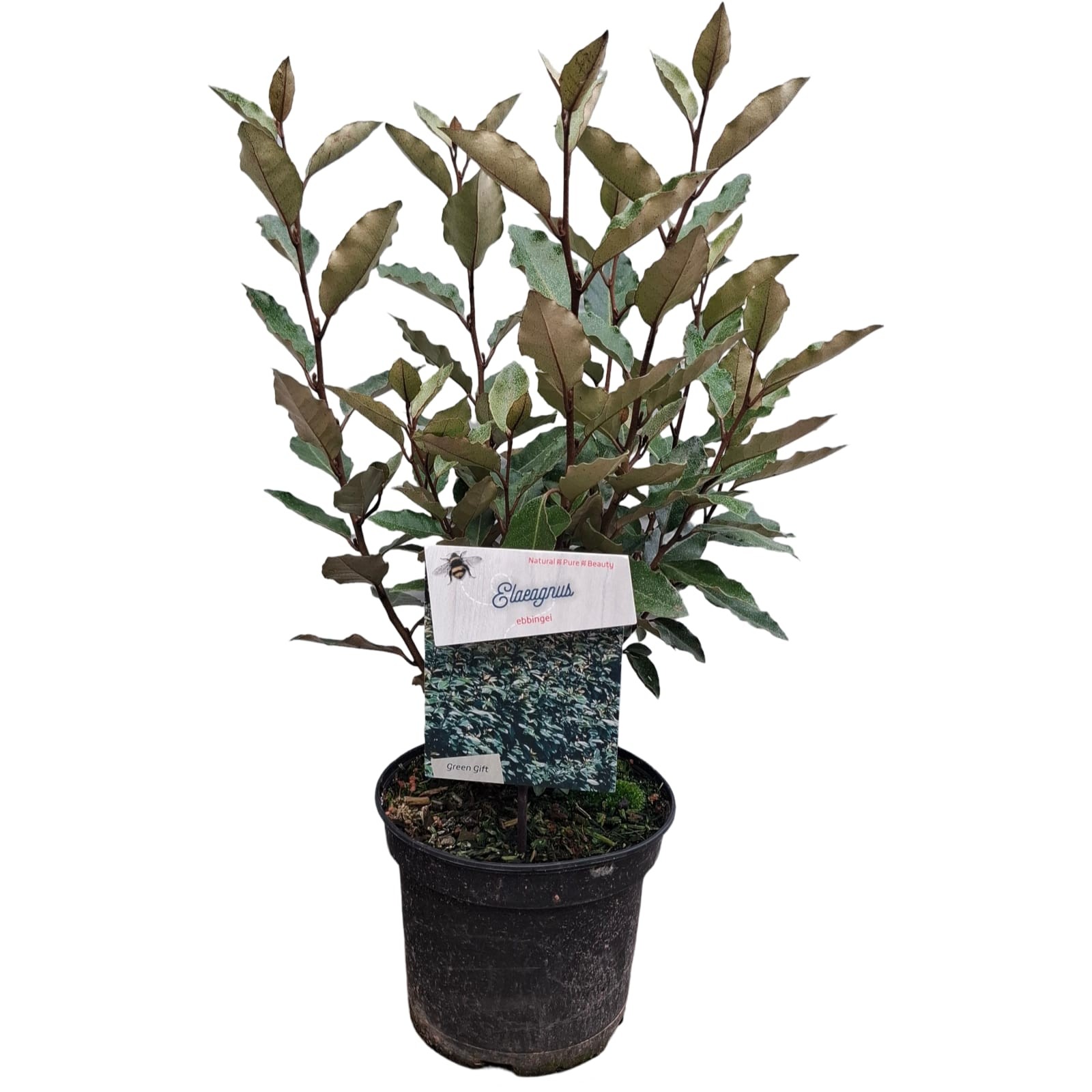 Picture of Elaeagnus x ebbingei