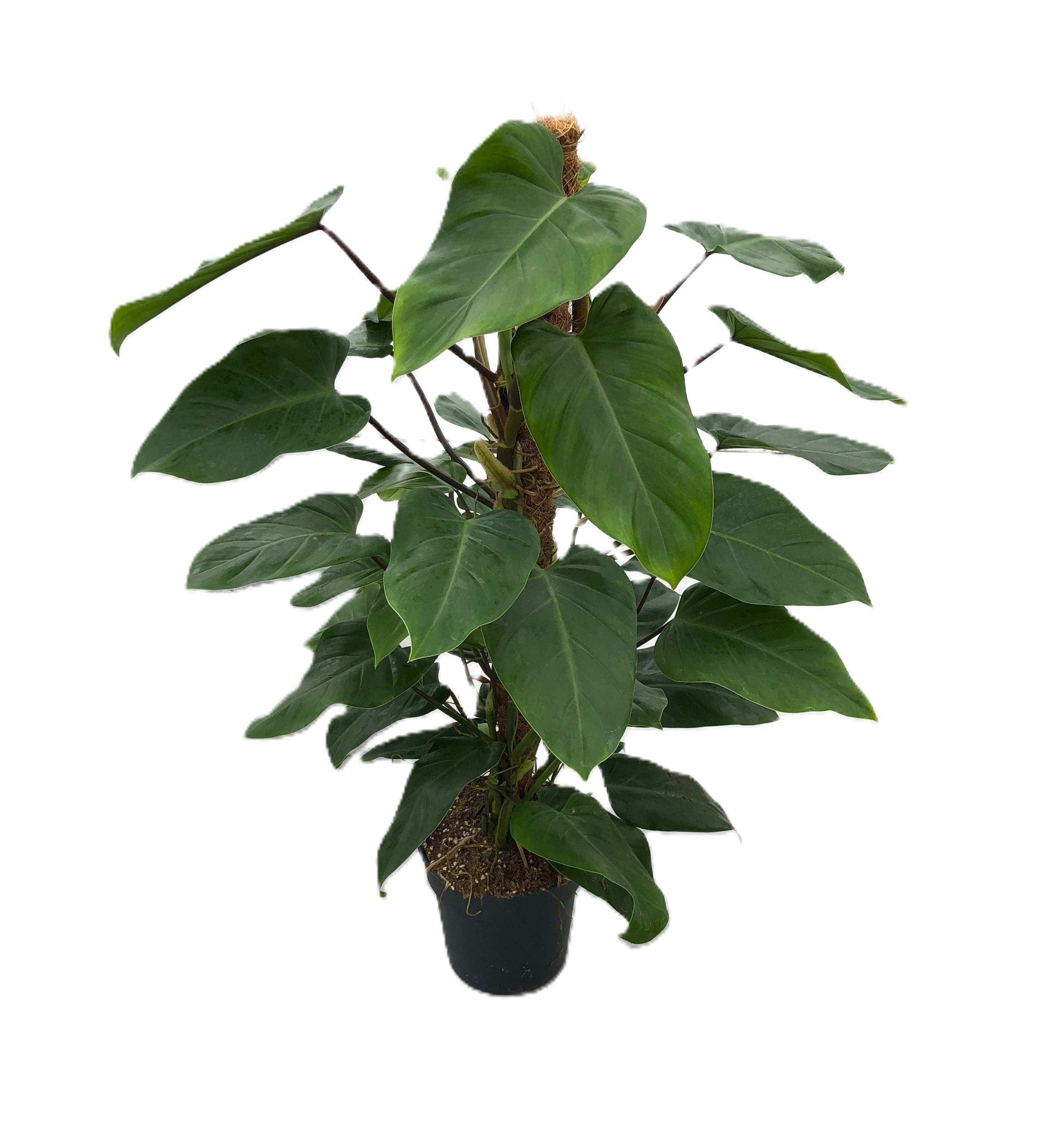 Philodendron 'Emerald Queen' | Hamiplant
