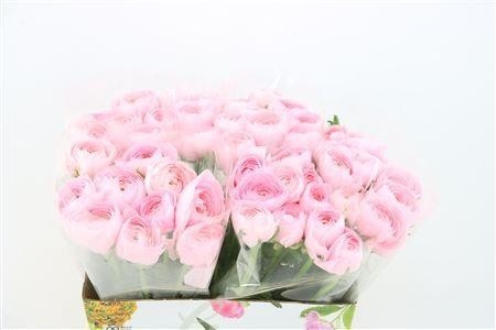Ranunculus 40cm