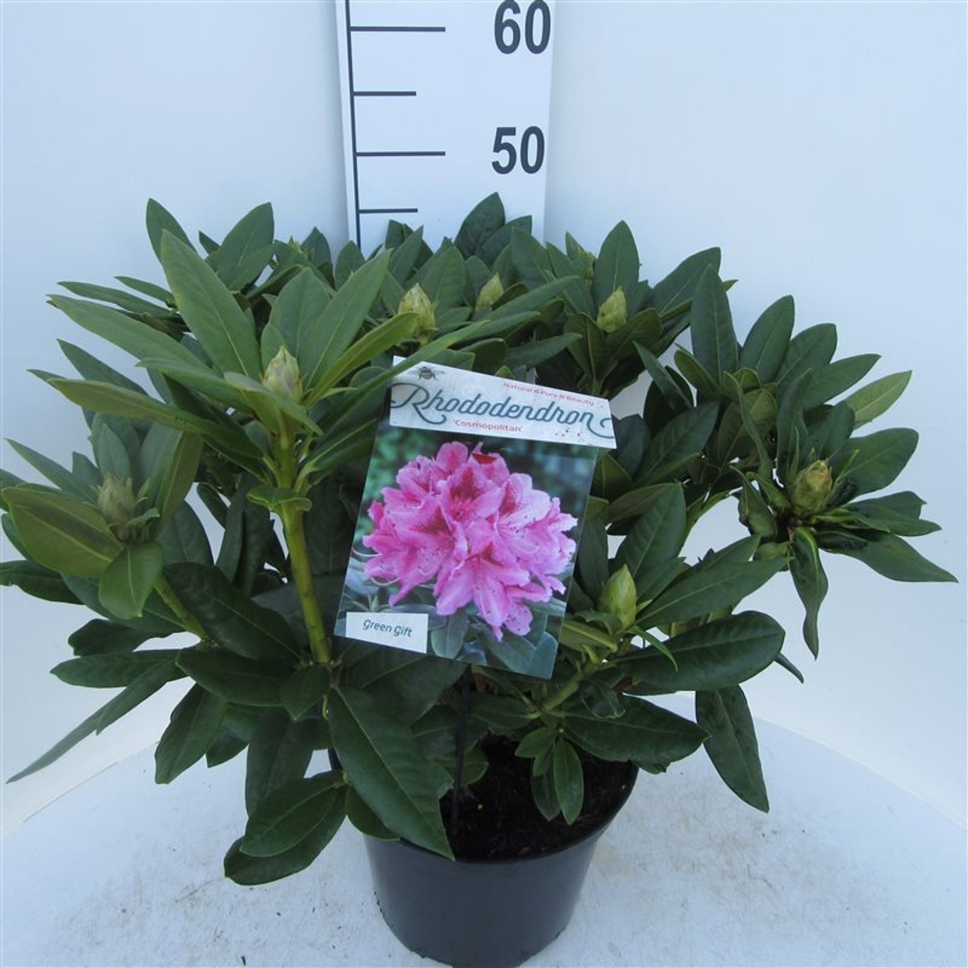 Rhododendron 'Cosmopolitan'
