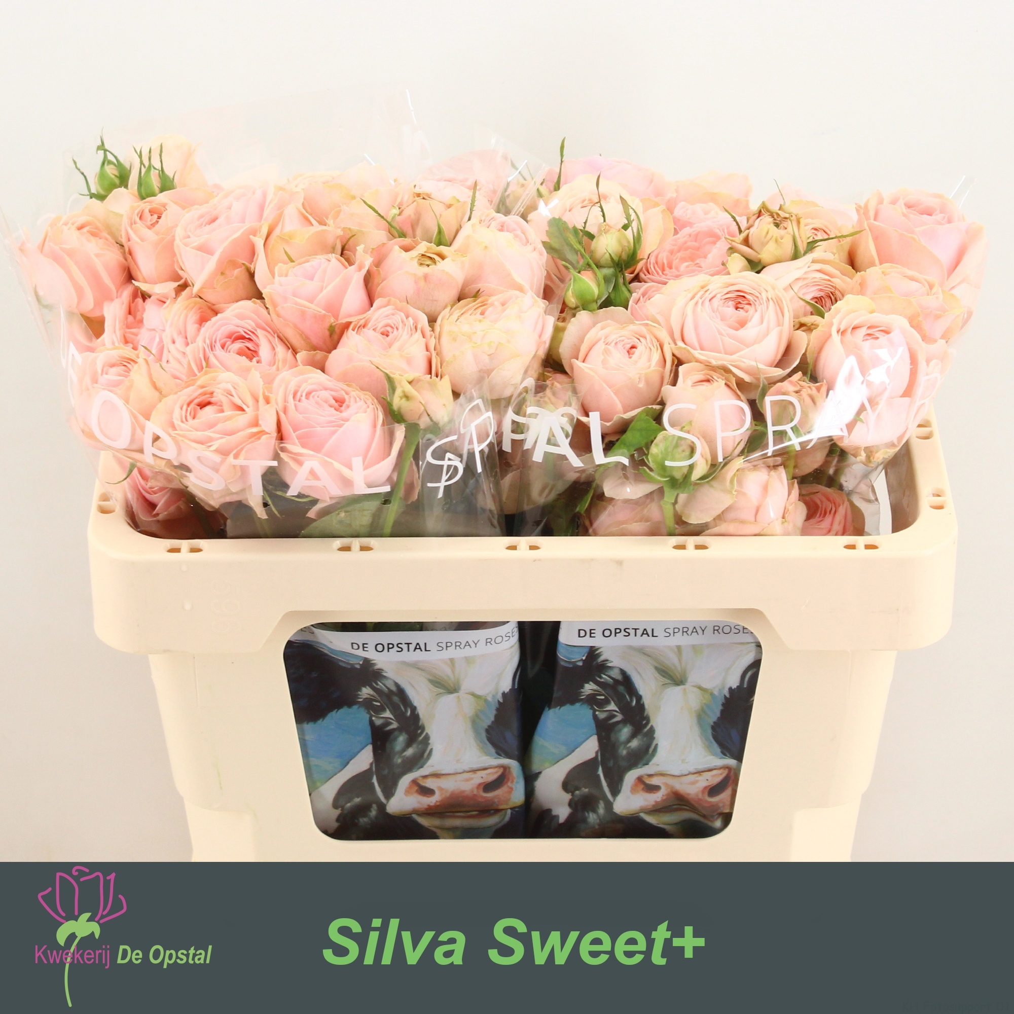 R Tr Silva Sweet+