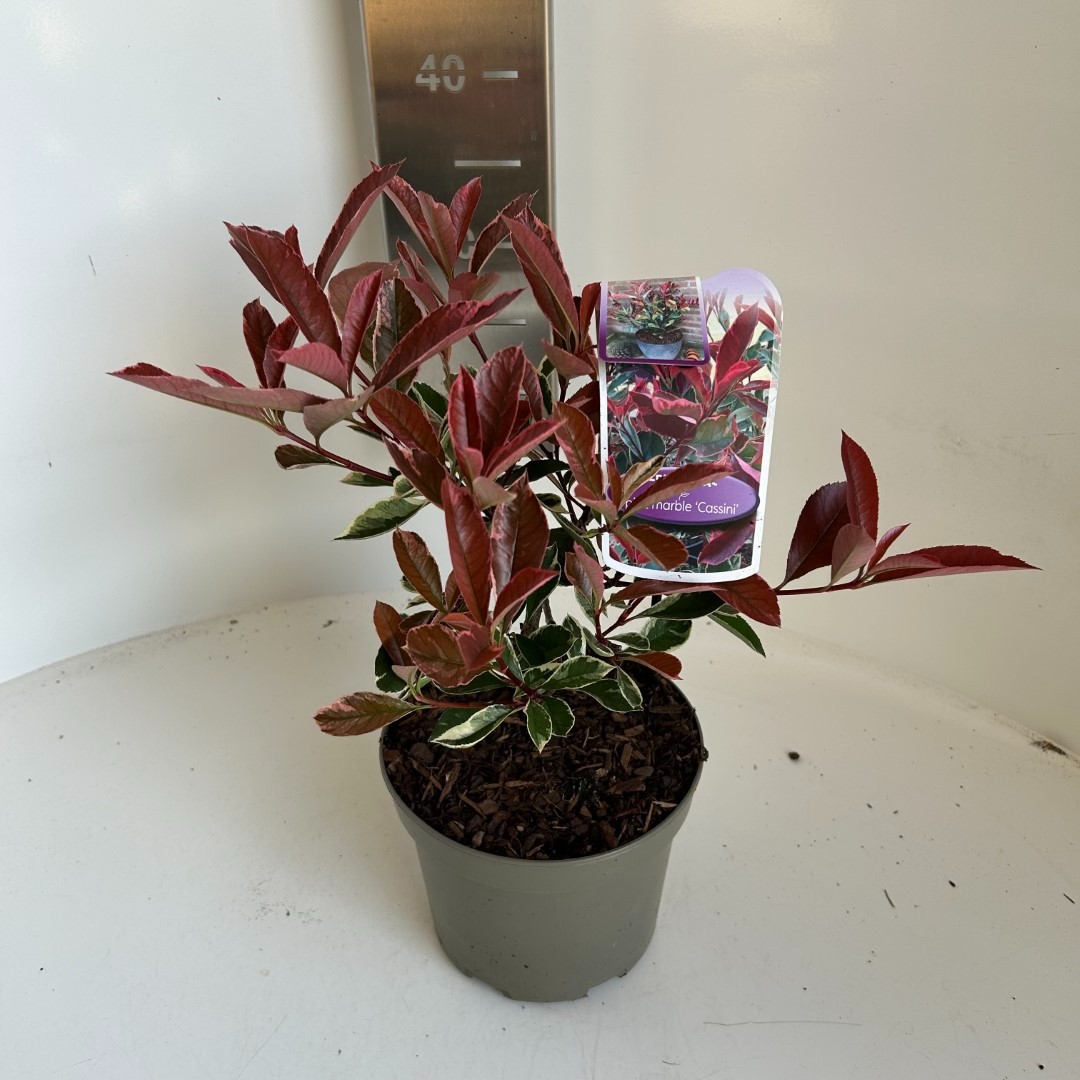 Picture of Photinia fras. Pink Marble P17 (2 Ltr)