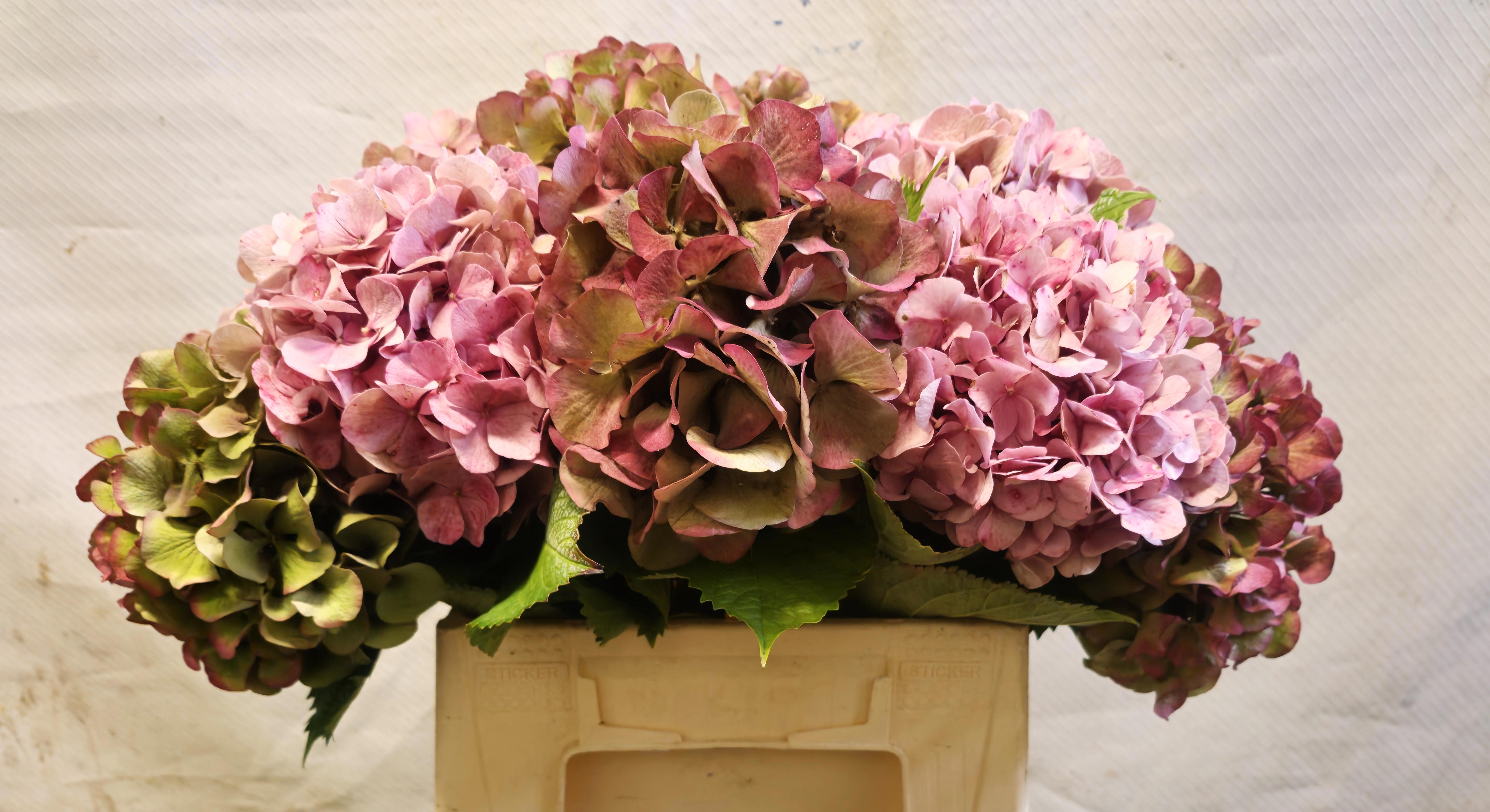 Hydrangea Antique 35cm 15Ø