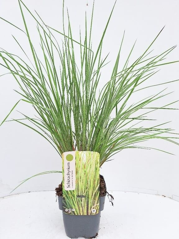 Schizachyrium scoparium 'Ha Ha Tonka'