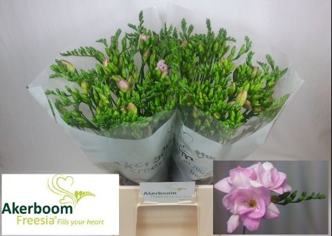 Freesia Double Honeymoon 50cm 16gram