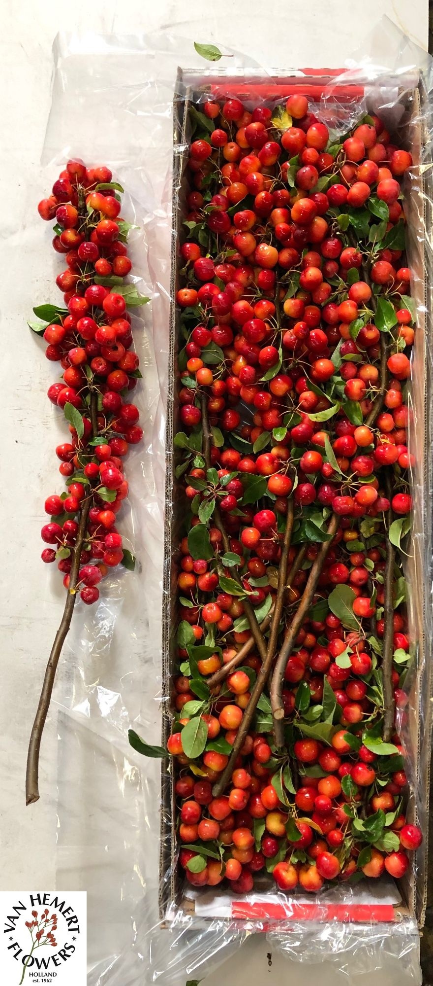 Malus Red Sentinel