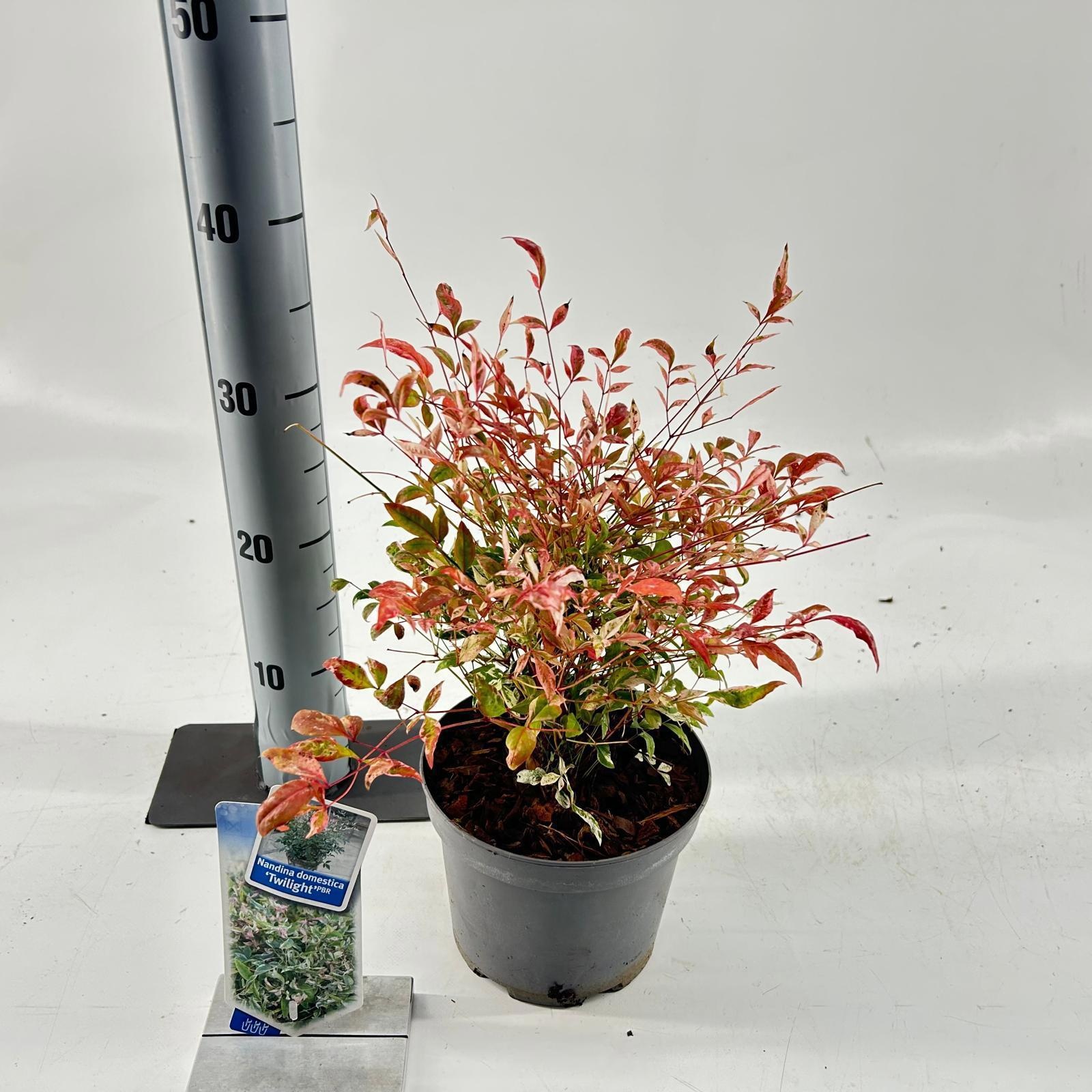 Picture of Nandina domestica 'Twilight'