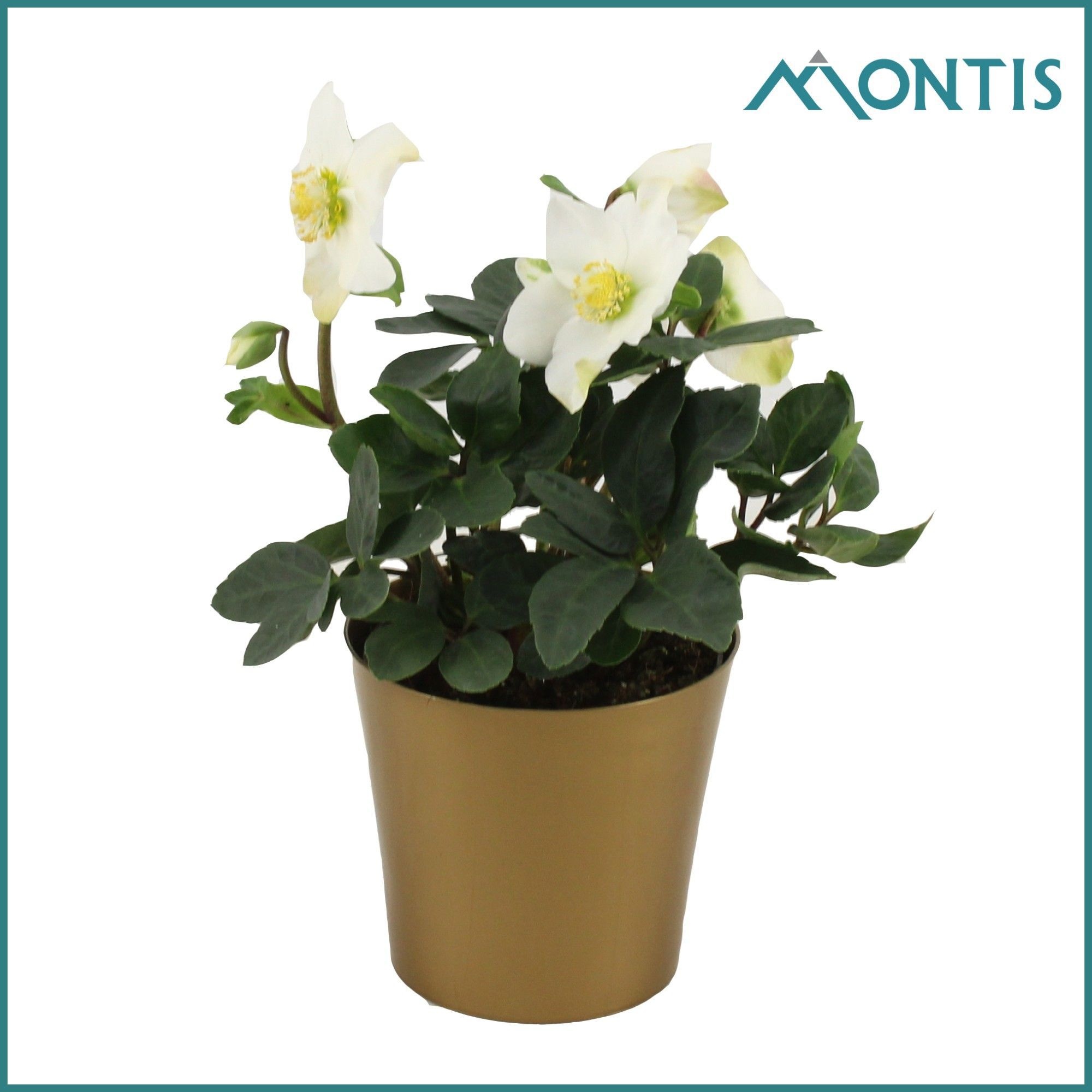 Helleborus Christmas Carol Golden Stars