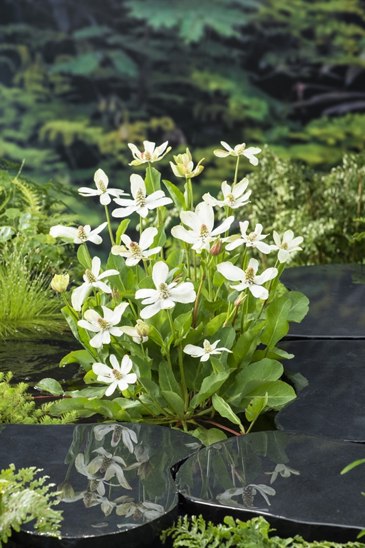 Picture of Anemopsis californica P18 (2.5 Ltr)