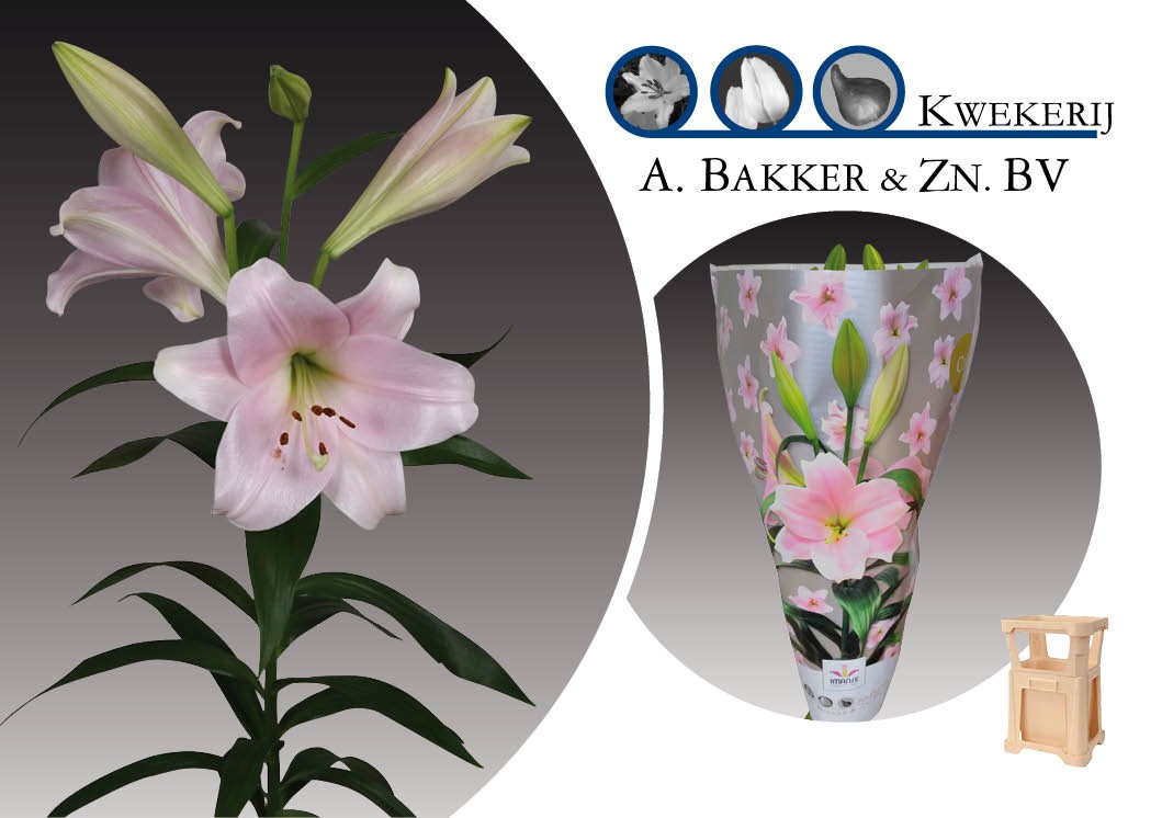 Lilium (LO-hybrids) Cali LI LO CALI | Lilium | Lilium | Цветущие срезанные  цветы | Срезанные цветы | Все продукты | OZ Planten