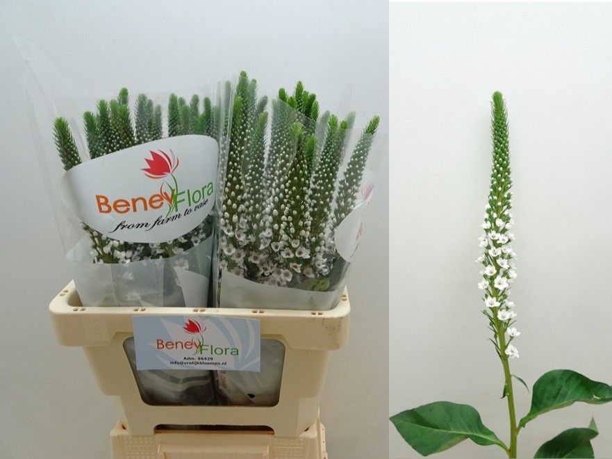 Lysimachia Moonlight 60cm
