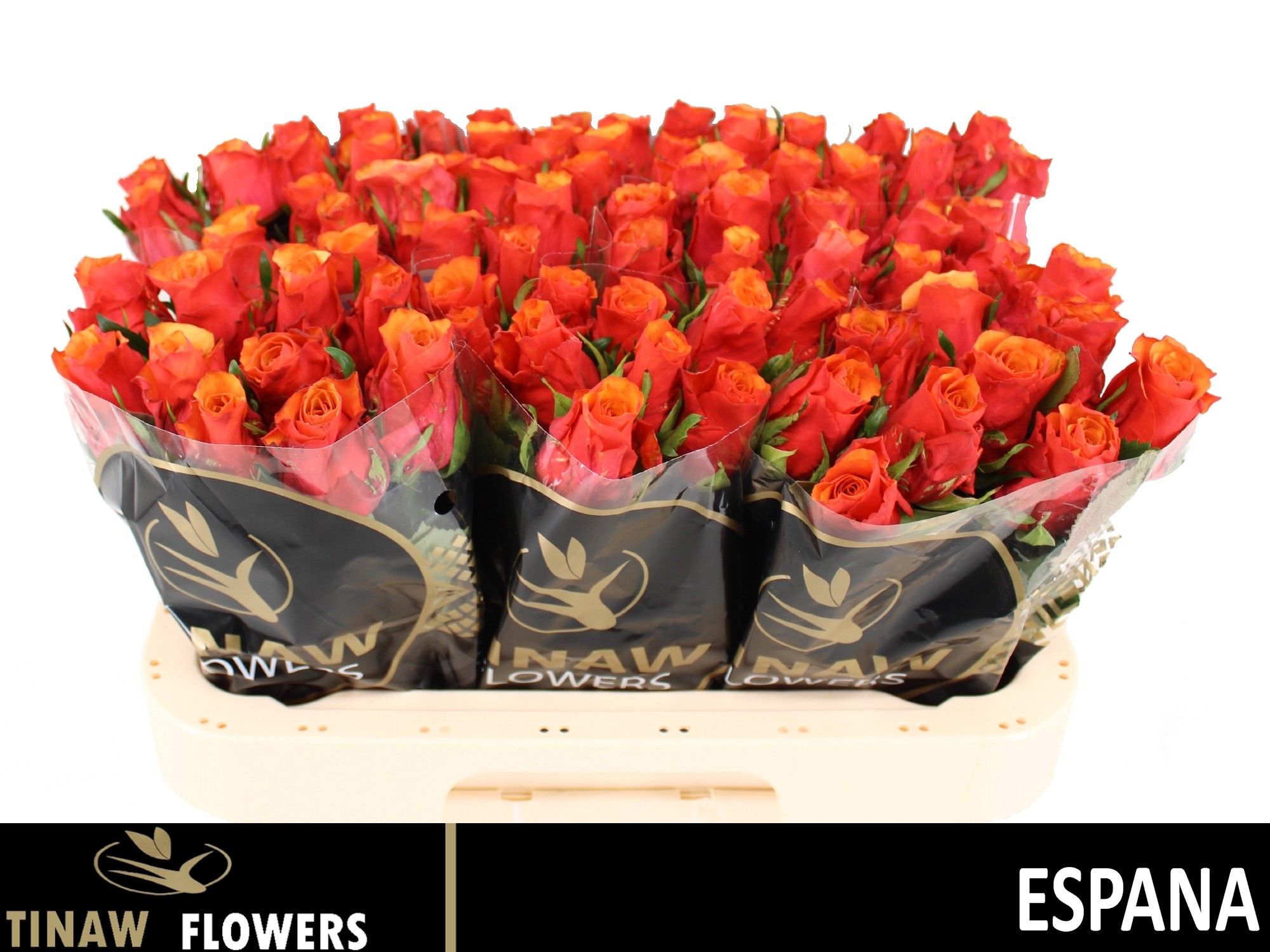 Rosa Espana 60cm