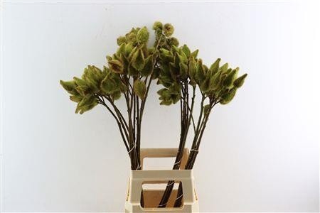 Decoration Greens Painted 60cm