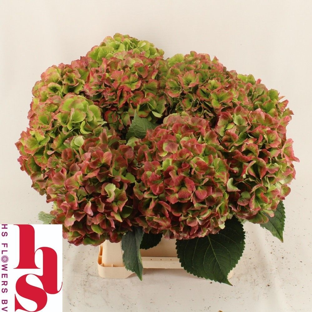 Hydrangea Verena Classic Pink 40cm 16Ø