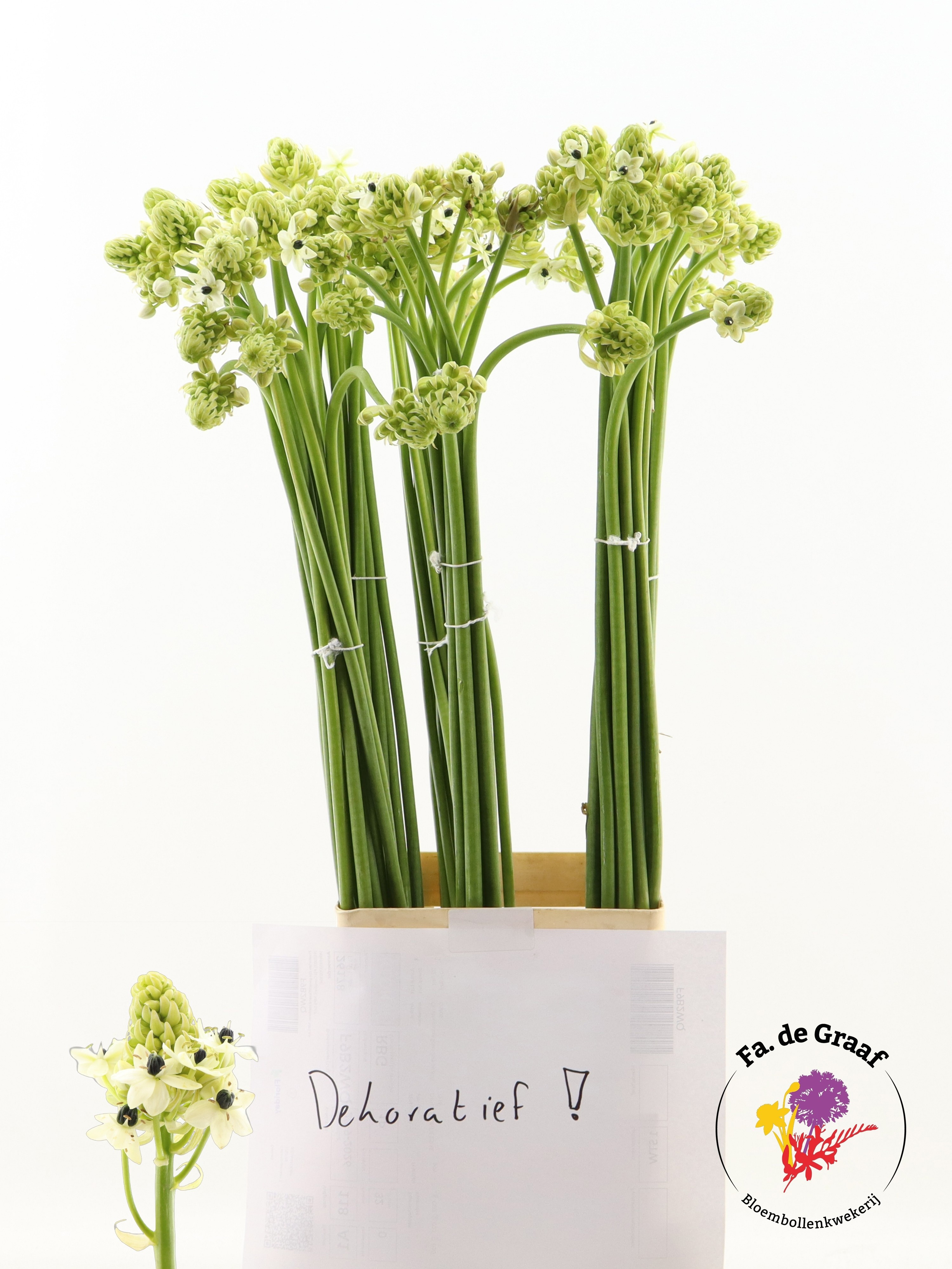 Ornithogalum Arabicum 90cm