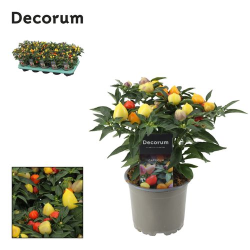 Capsicum an Autumn Daylight  p10,5 Berg