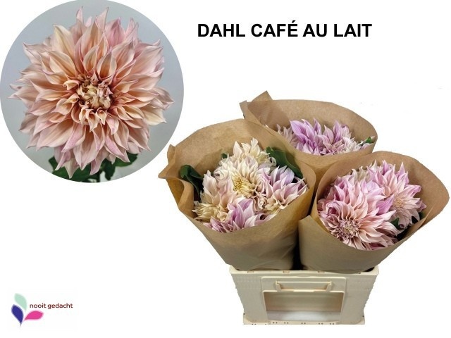 Dahlia Cafe Au Lait 60cm