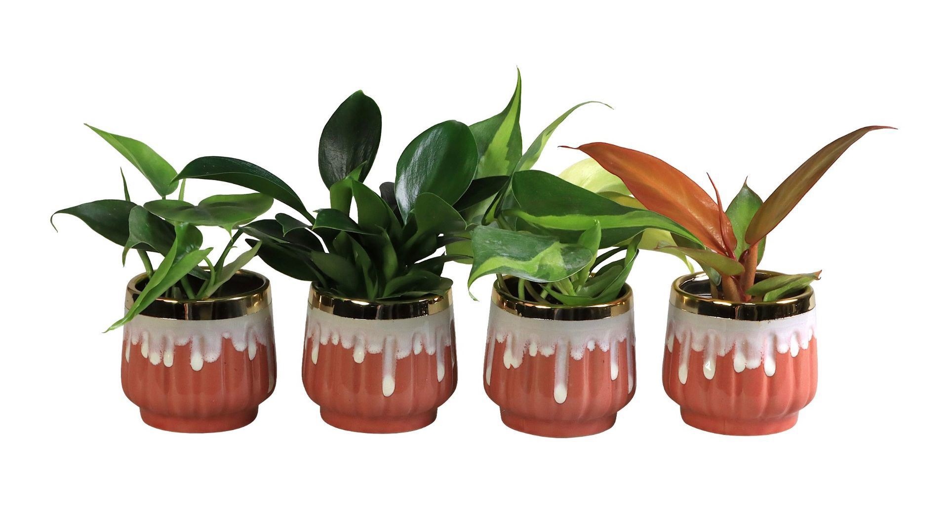 Philodendron L 65818 with Philodendron Mix