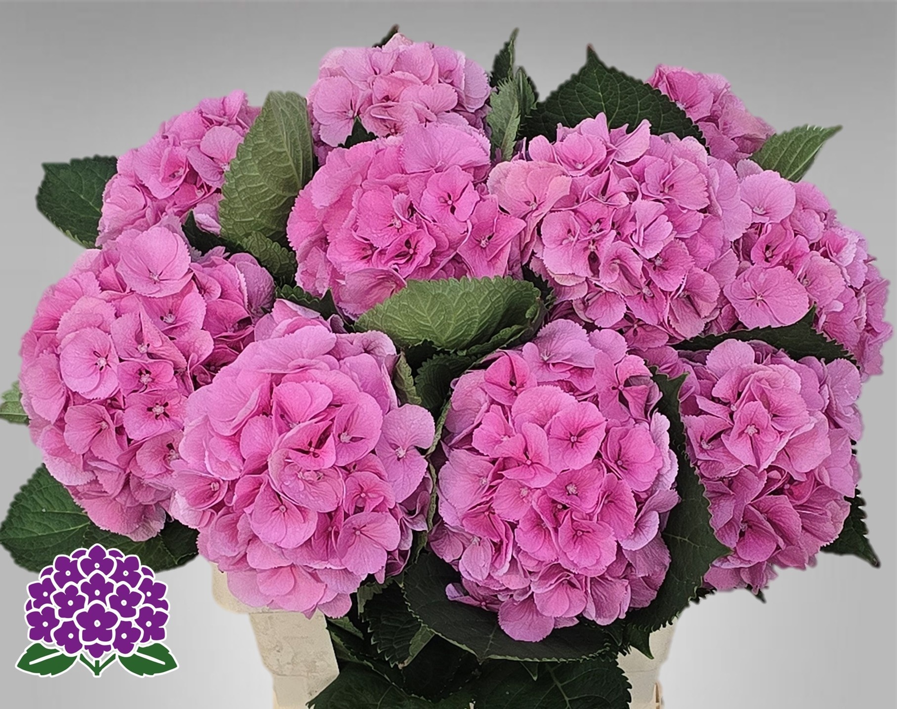 Hydrangea Elbtal Pink 60cm 18Ø