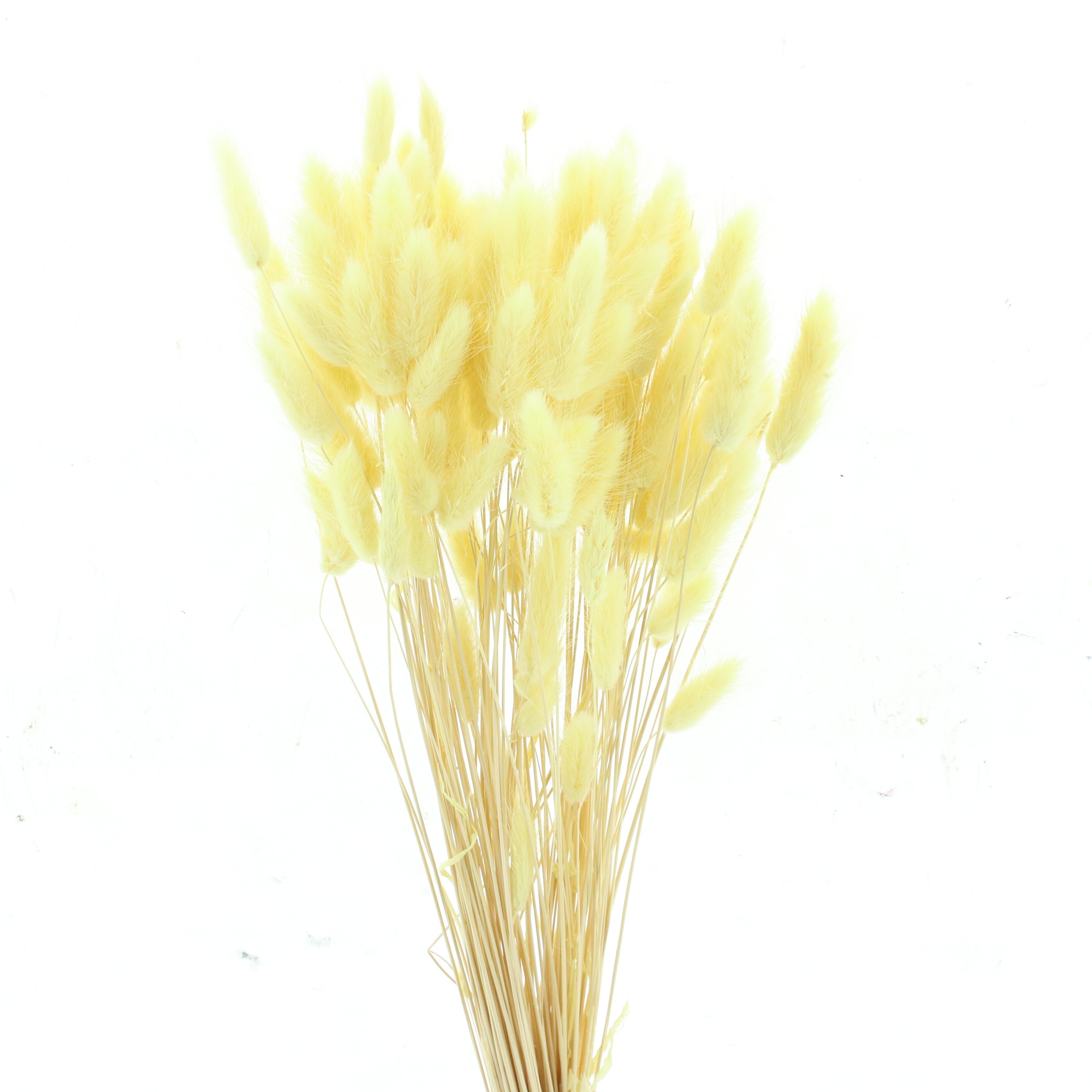 Dried/preserved Flowers Misc 60cm 60gram