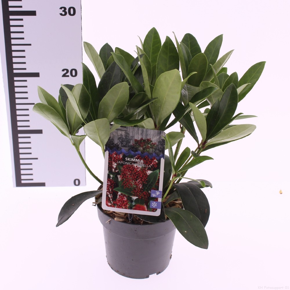 Picture of Skimmia jap. 'Rubella'
