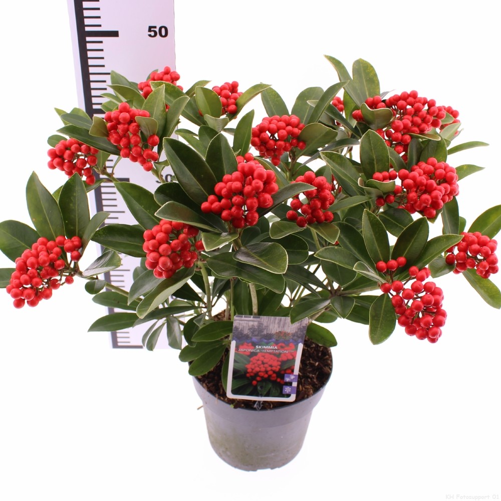 Picture of Skimmia japonica Temptation P19 (3 Ltr) 35CM (LOOSE)