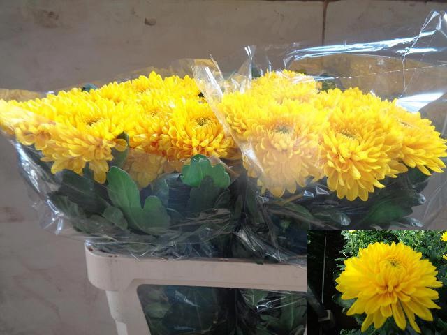Chr G Jayz Yellow 80cm 125gram