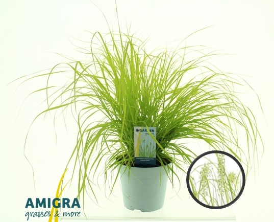 Picture of Pennisetum alopecuroides 'Hameln Gold'