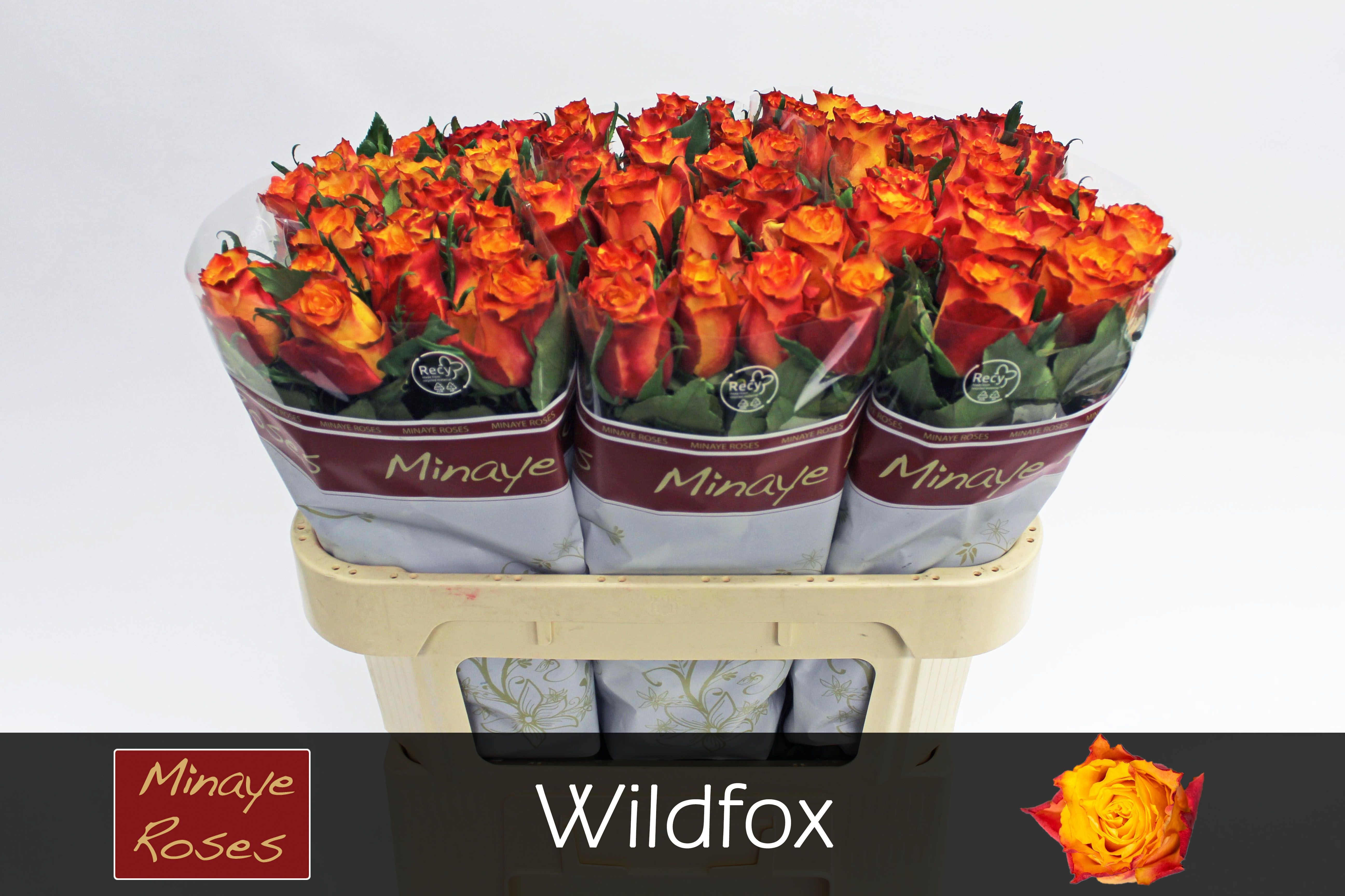 Rosa Wildfox 70cm