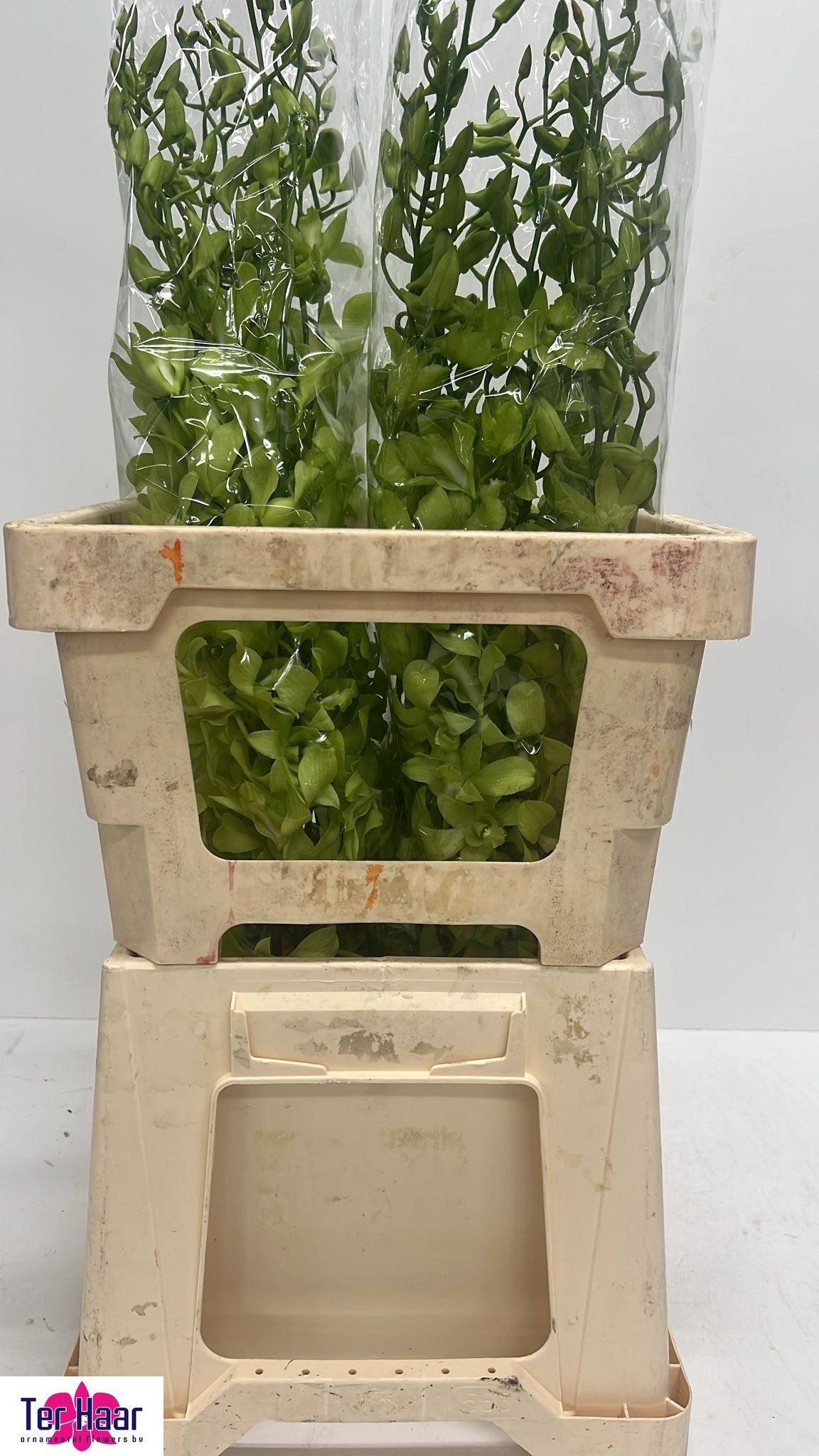 Dendrobium Boon Rana Jade 50cm