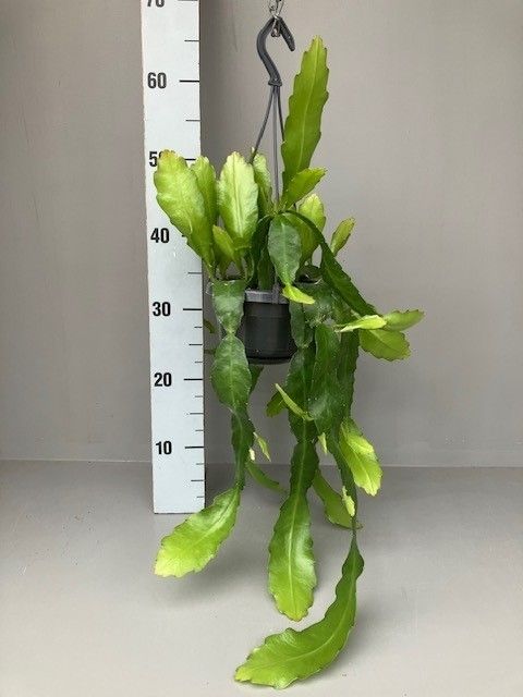 Epiphyllum fruhlings gold