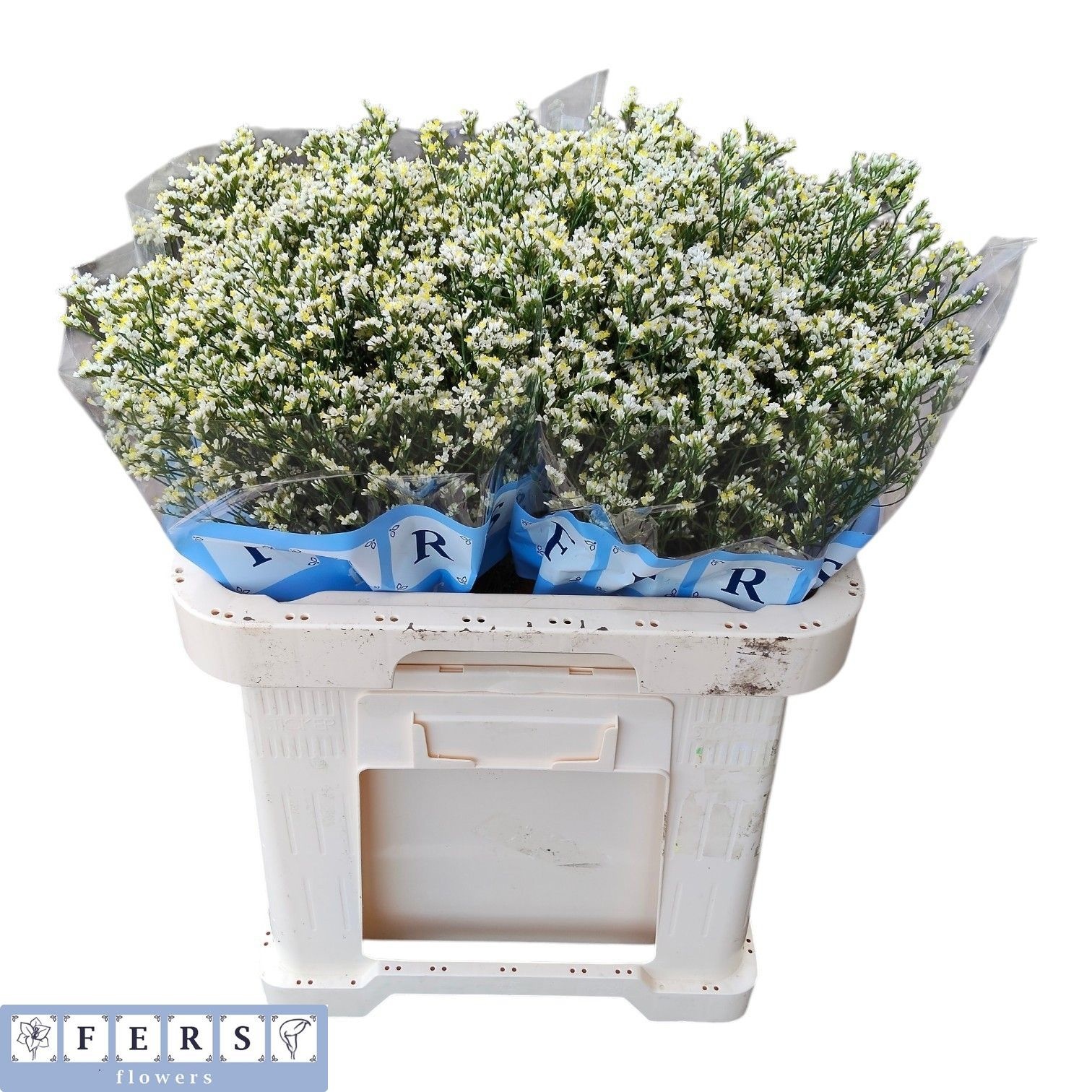 Limonium Sin Zenith Diamond 60cm 24gram
