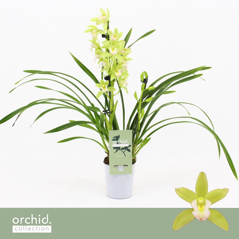 Picture of Cymbidium hybrid Mint Source 2-Spikes Orchid Collection P9 40CM