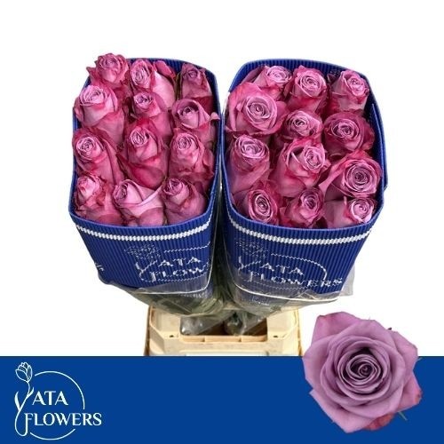 Rosa Moody Blues! 60cm