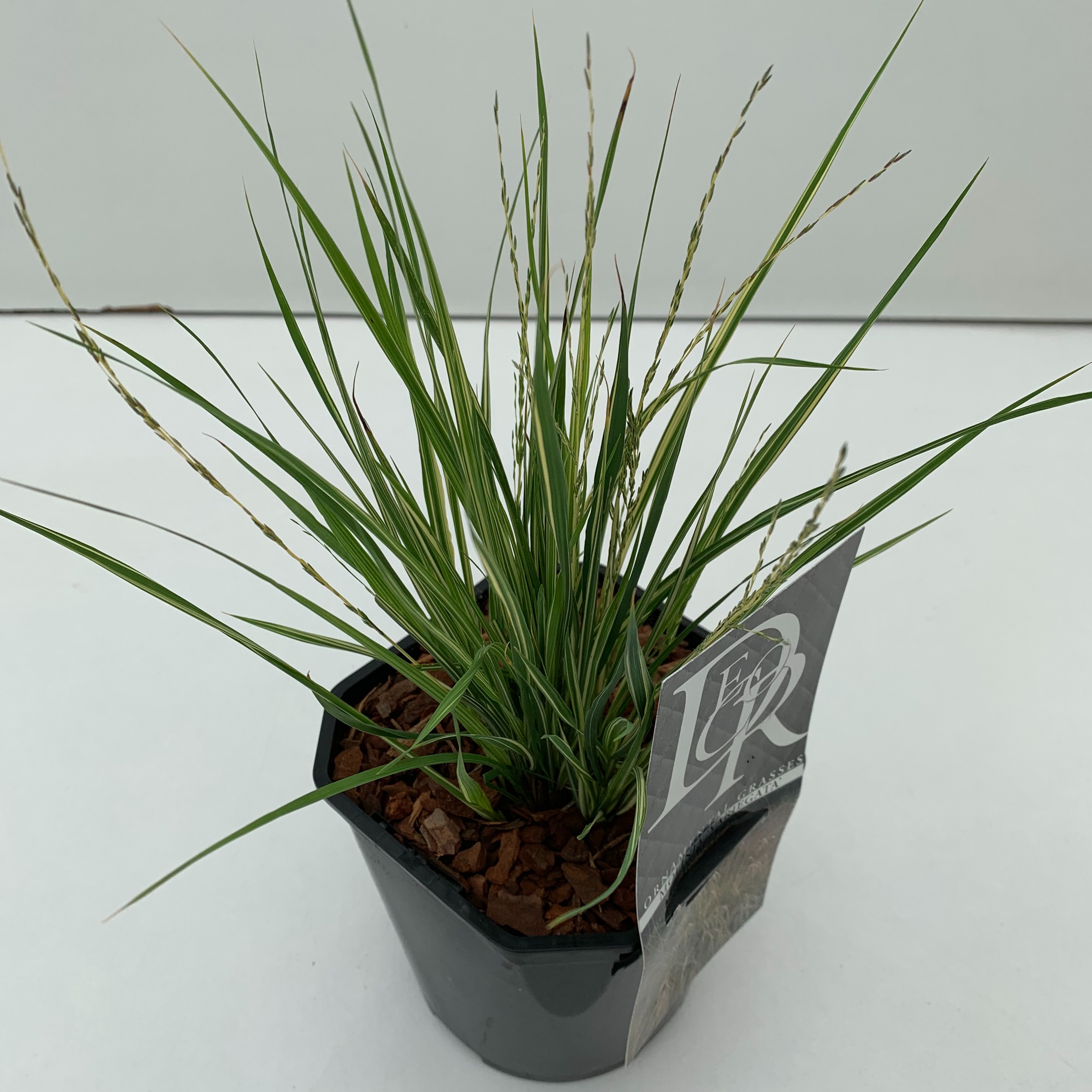 Picture of Molinia Variegata P17 (2 Ltr) Square