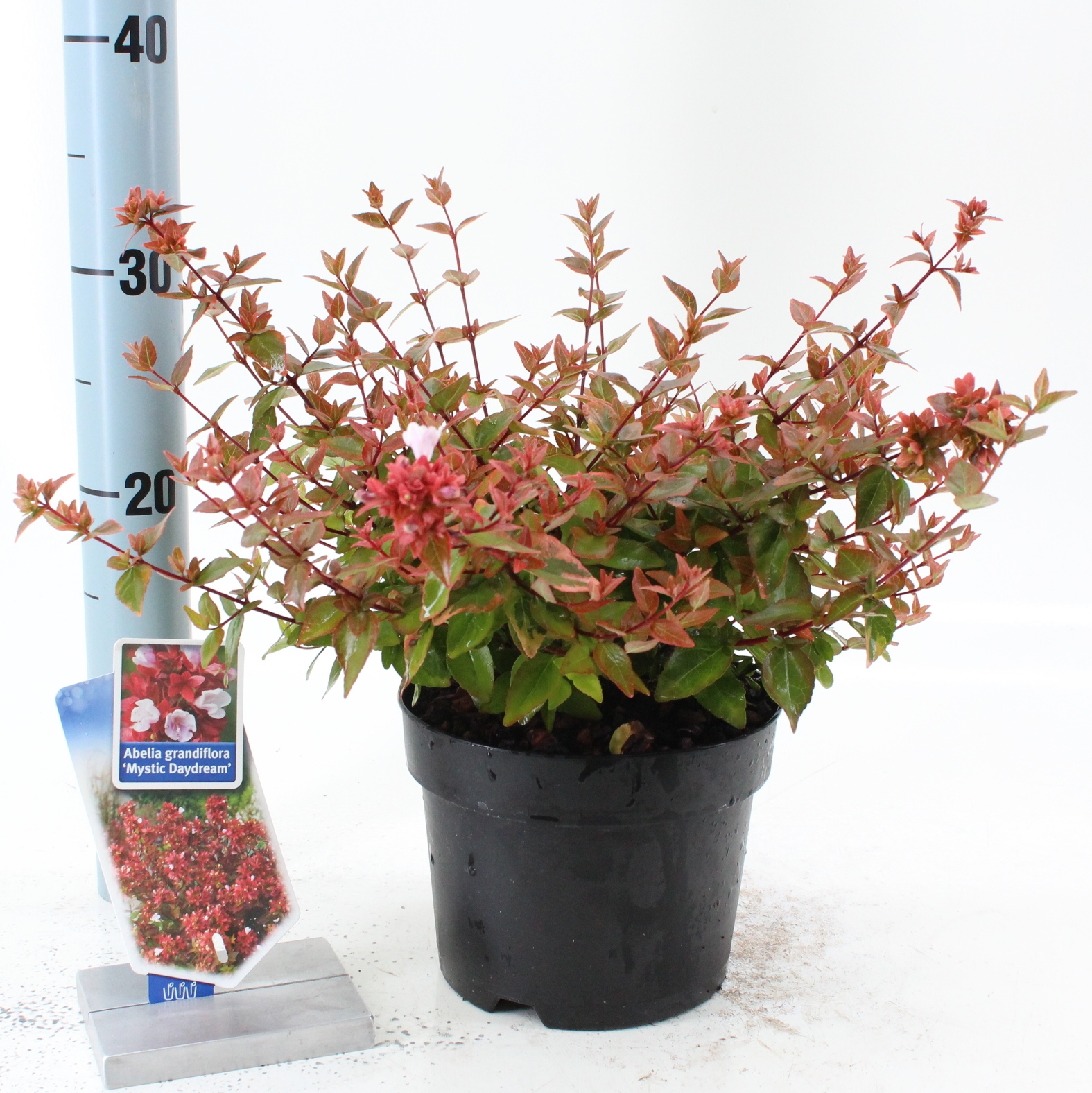 Picture of Abelia grandiflora 'Mystic Daydream'