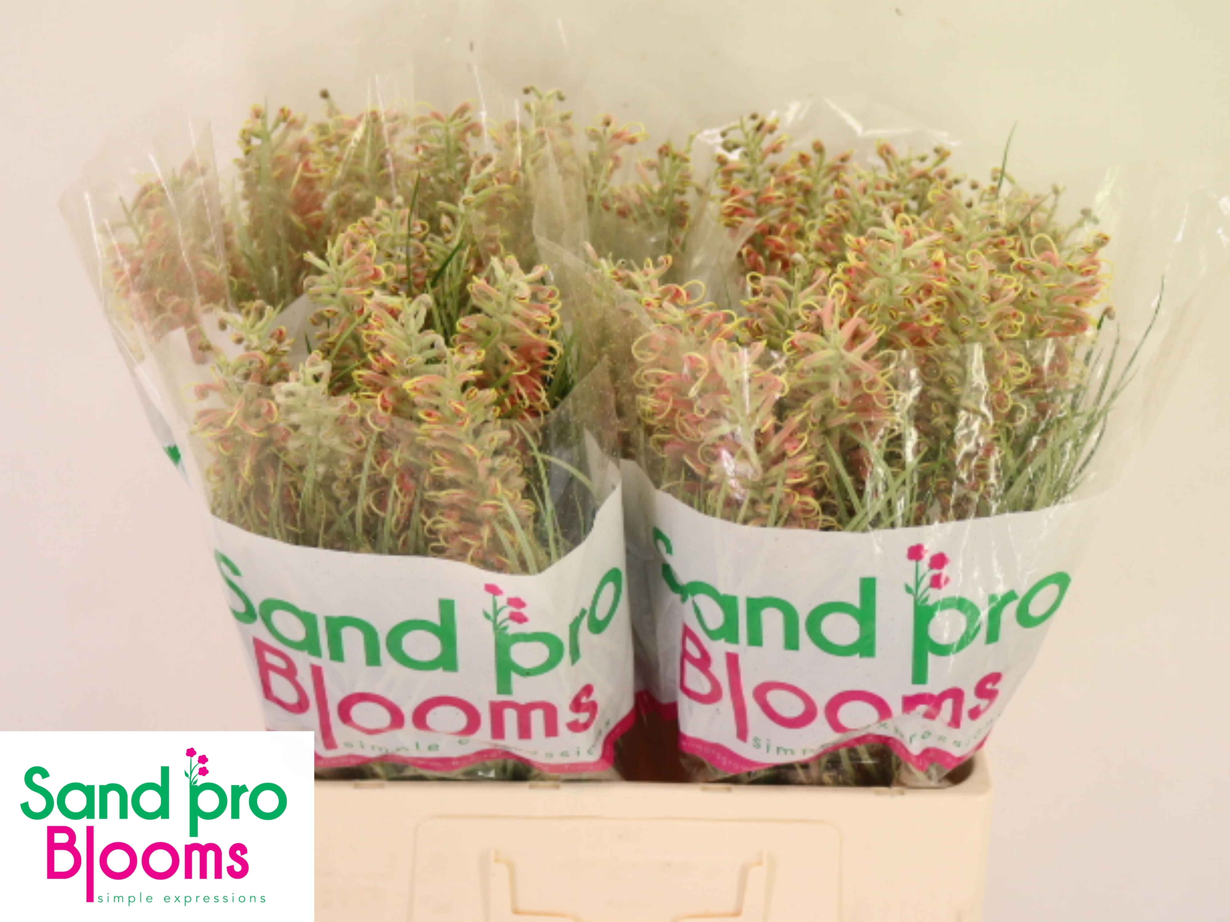 Grevillea Mixed 60cm