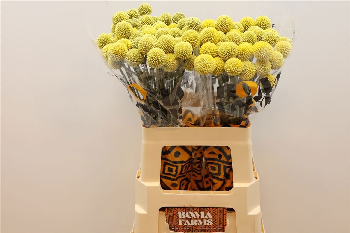 Craspedia Globosa 60cm