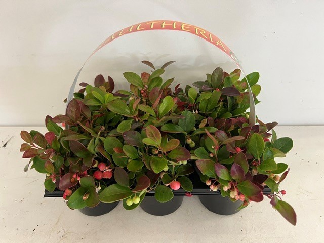 Gaultheria 6-pack