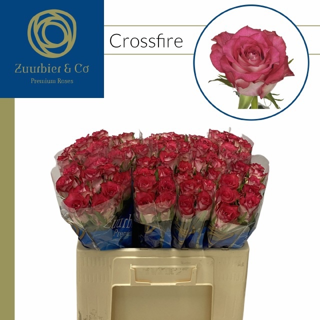 Rosa Crossfire 50cm