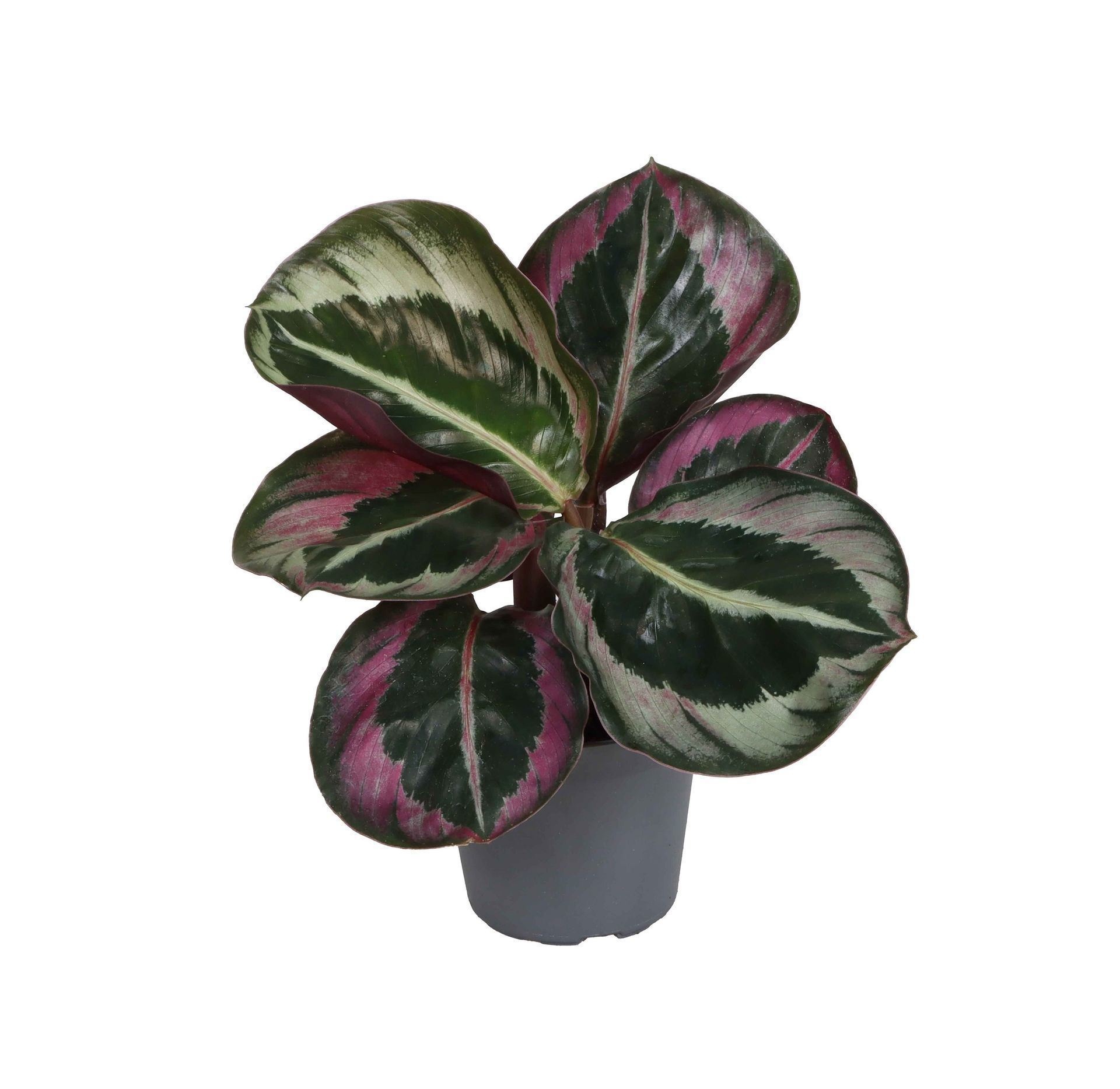 Calathea 'Medallion'
